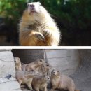 뿌리동물농장 이미지