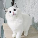 문캐터리 | 새해 인사와 함께 전해온, 사탕이의 사랑스러운 근황 이야기 [랙돌캐터리 바비돌]