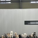 올 마스터 독 이미지