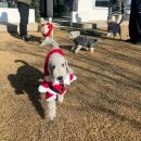 광미 | 강화도 애견동반카페 광미산