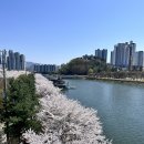 강촌유원지 | 서울 근교 벚꽃 여행 춘천 당일치기 코스 추천 공지천 벚꽃길 사이로 248 주차장 방문 후기