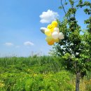 시산리(남) | (김해나들이) 생일 기념촬영, 김해 숨은 금계국 명소, 김해 술뫼생태공원:)