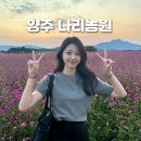 코스모스농원 | 양주 나리농원 코스모스 핑크뮬리 천일홍 서울 근교 꽃구경