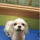 개네마을 네이버블로그