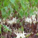 삼지목장 이미지