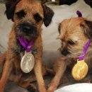 개 최고 이미지