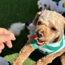 푸른자연유치원 | 강아지 유치원 비용 TOP10 순위 공개! 제주 애견인 필수 가이드