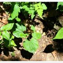 영월읍-12(태화산주차장) 이미지