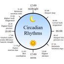 생체시계(生體時計, Circadian rhythm) - 2017년 노벨 생리·의학상, ’24시간 생체시계’ 비밀 연구 이미지