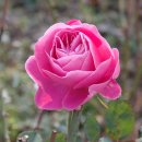 서호북초등학교 이미지