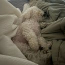 멍멍부띠끄 이미지