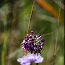 뻐꾸기PC 이미지