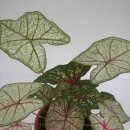 칼라디움 (caladium) 이미지