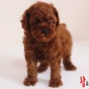 참 조은 훈이네 강아지 이미지