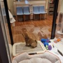 똥꼬 발랄 펫샵 이미지