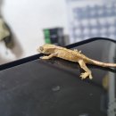 크레닷