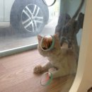 미니 & 바니 애견샵 이미지