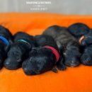 토리켄넬 이미지