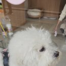 멍요일 이미지