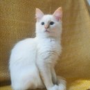 구름위의고양이 이미지