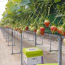 대림4농장 이미지