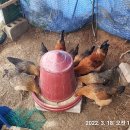 자가농장 이미지