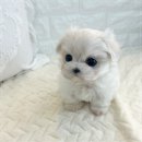 오독안심분양센터 강아지분양 고양이분양 인천점 | 인천애견분양 오독안심분양센터 강아지분양 고양이분양 인천점 방문하다