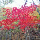 가지산 단풍산행(11월 6일 토요일) 이미지