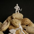 중앙땅콩 이미지