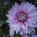 핑크파르페 이미지