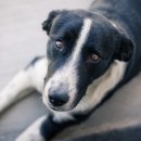 운정호수동물메디칼센터 이미지