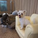 개편한 미용# 이미지