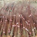 산정농원 이미지