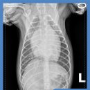 마인동물의료센터 이미지