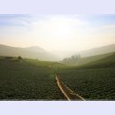 매봉산 바람의언덕 이미지