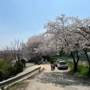 오현초교 | 수원 오목천동 황구지천 벚꽃길 풍경