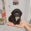 강아지분양 애견분양 꽃강아지 광진점 이미지