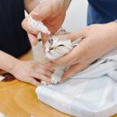 CH동물병원 네이버블로그