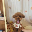 예쁘개 반려견미용샵 이미지