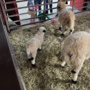 우가농장 | 안성 팜랜드 핑크뮬리, 코스모스 예쁜 꽃부터 귀여운 동물들까지