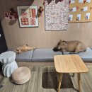 고양이 카페 여기 | 칭다오 카피바라 카페 &#39;카피파크&#39; 여기는 고양이 카페다 (가격과 후기)