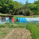 기린농장 이미지