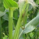 새터신풍 이미지