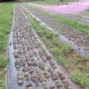 서마루농장 이미지