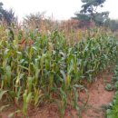 솔터농장 이미지