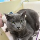 무마취 고양이 미용실 반할고양 네이버블로그