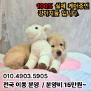 버디독 강아지분양 고양이분양 안심분양센터 광명점 이미지