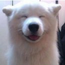 행복한 강아지 이미지