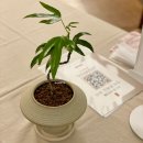 [10/25]가드닝 클래스 | 퇴근 후 정원생활 후기 서울시 원데이 가드닝 클래스 @가배도