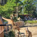 (주)타고 | 호주 시드니 타롱가주 동물원 페리 타고 다녀온 후기 + 물개쇼